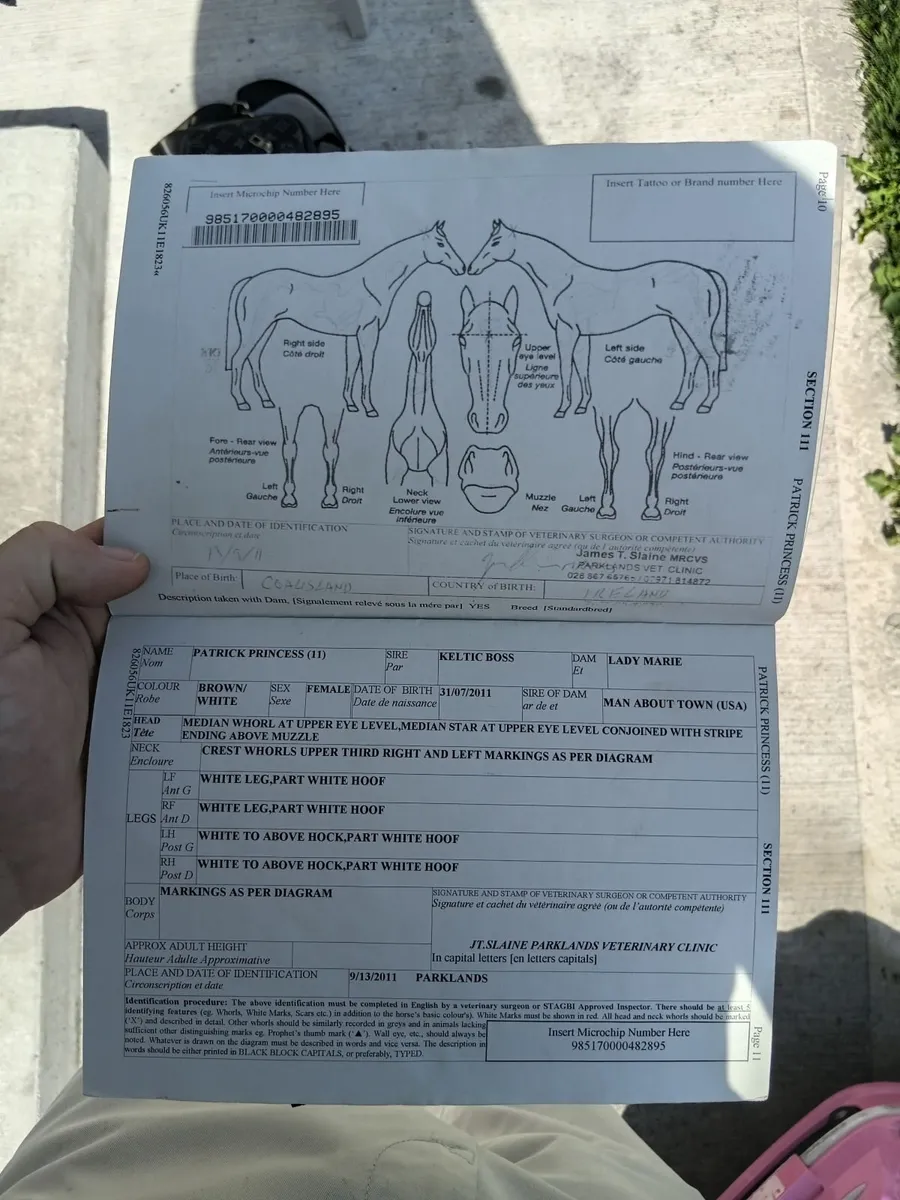 Horse - Image 3