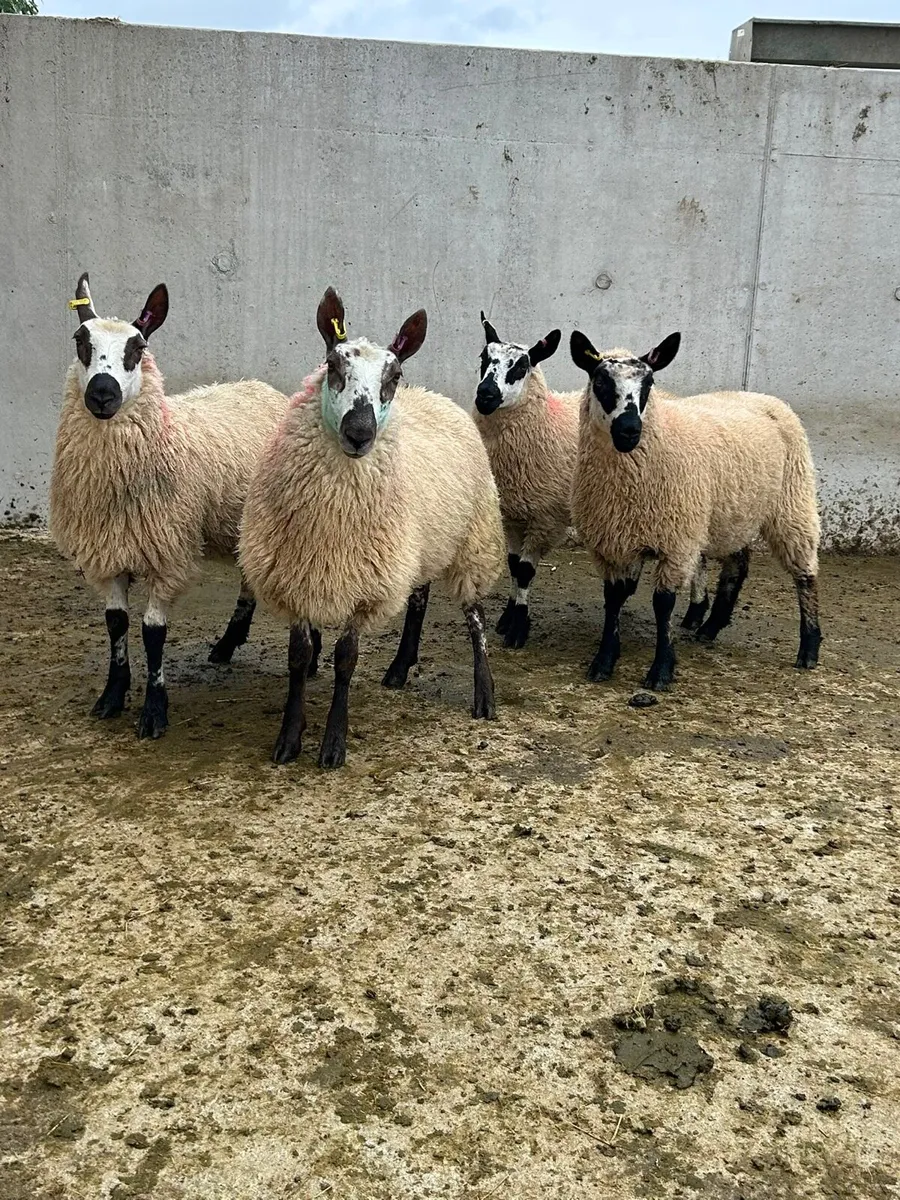 Kerry Hill Ewe Lambs - Image 2