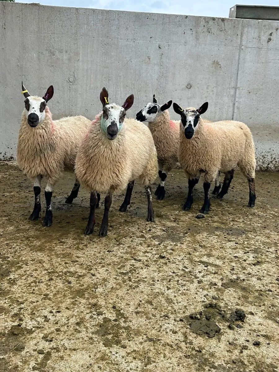 Kerry Hill Ewe Lambs - Image 1