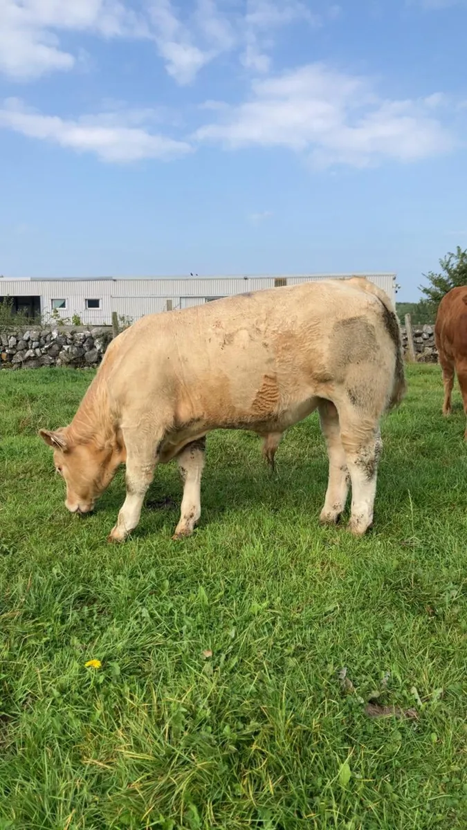 CHAROLAIS WEANLING SHOW AND SALE - Image 2