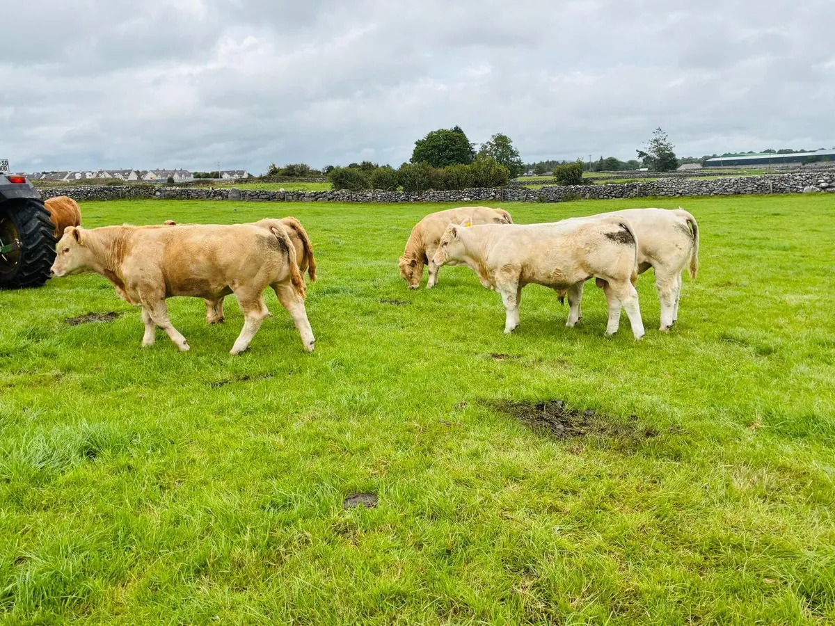 CHAROLAIS WEANLING SHOW AND SALE - Image 3