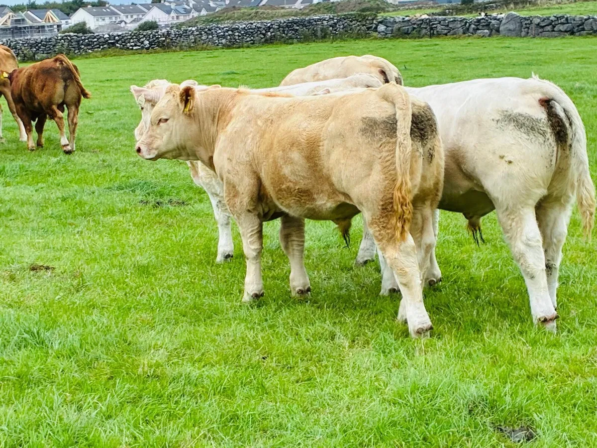 CHAROLAIS WEANLING SHOW AND SALE - Image 4