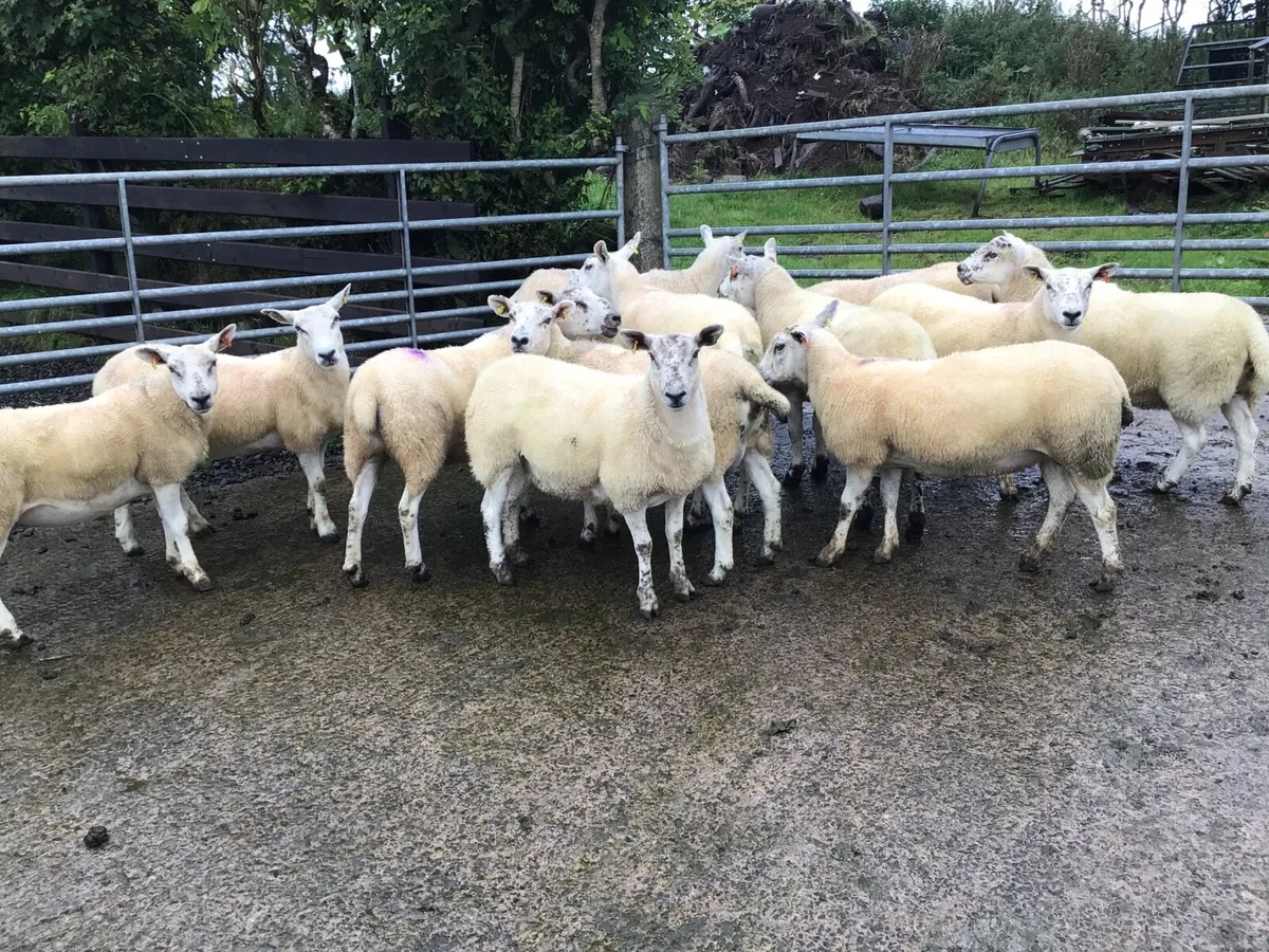 Texel-Mule Hogget Ewes - Image 4
