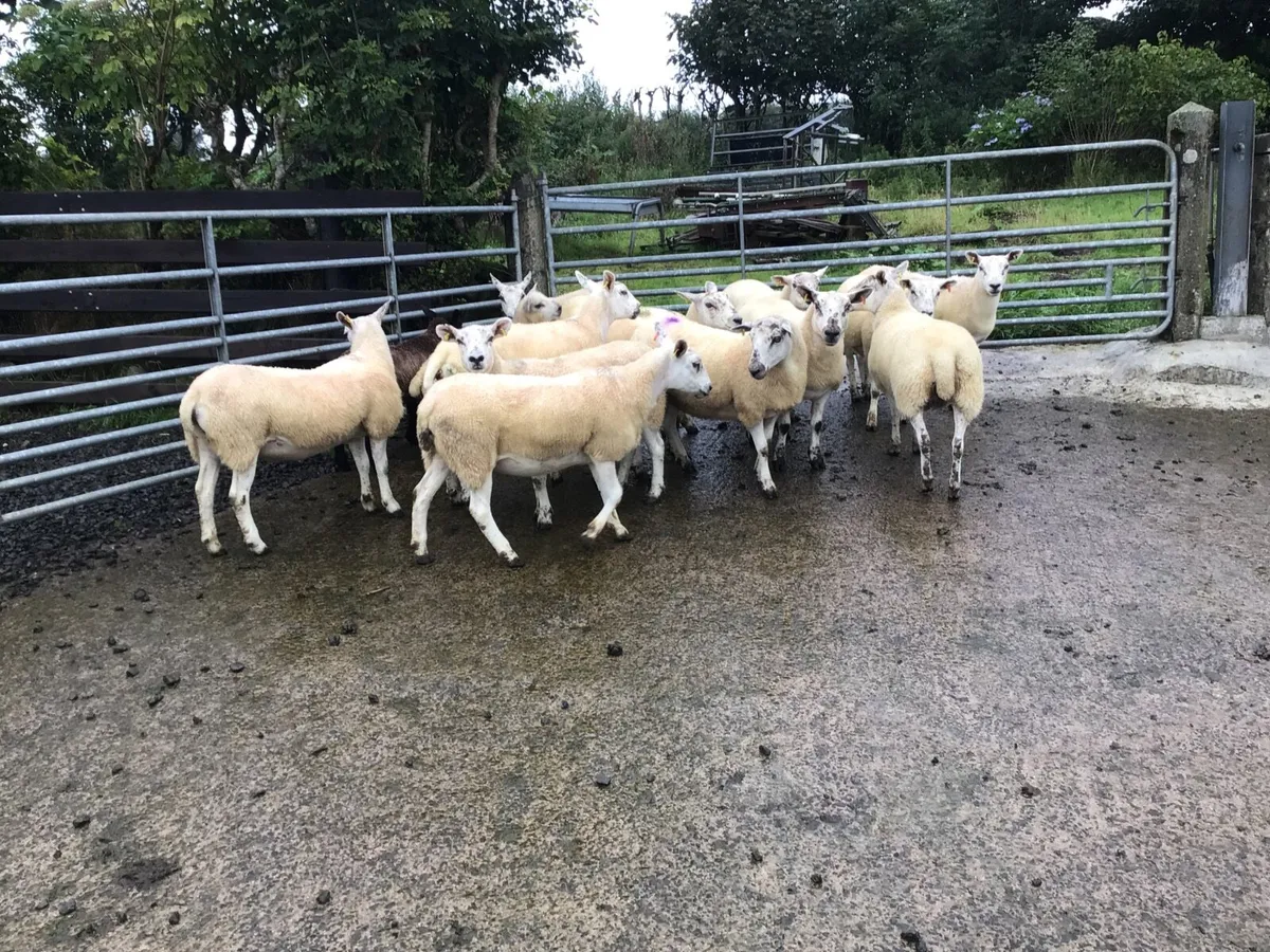 Texel-Mule Hogget Ewes - Image 1