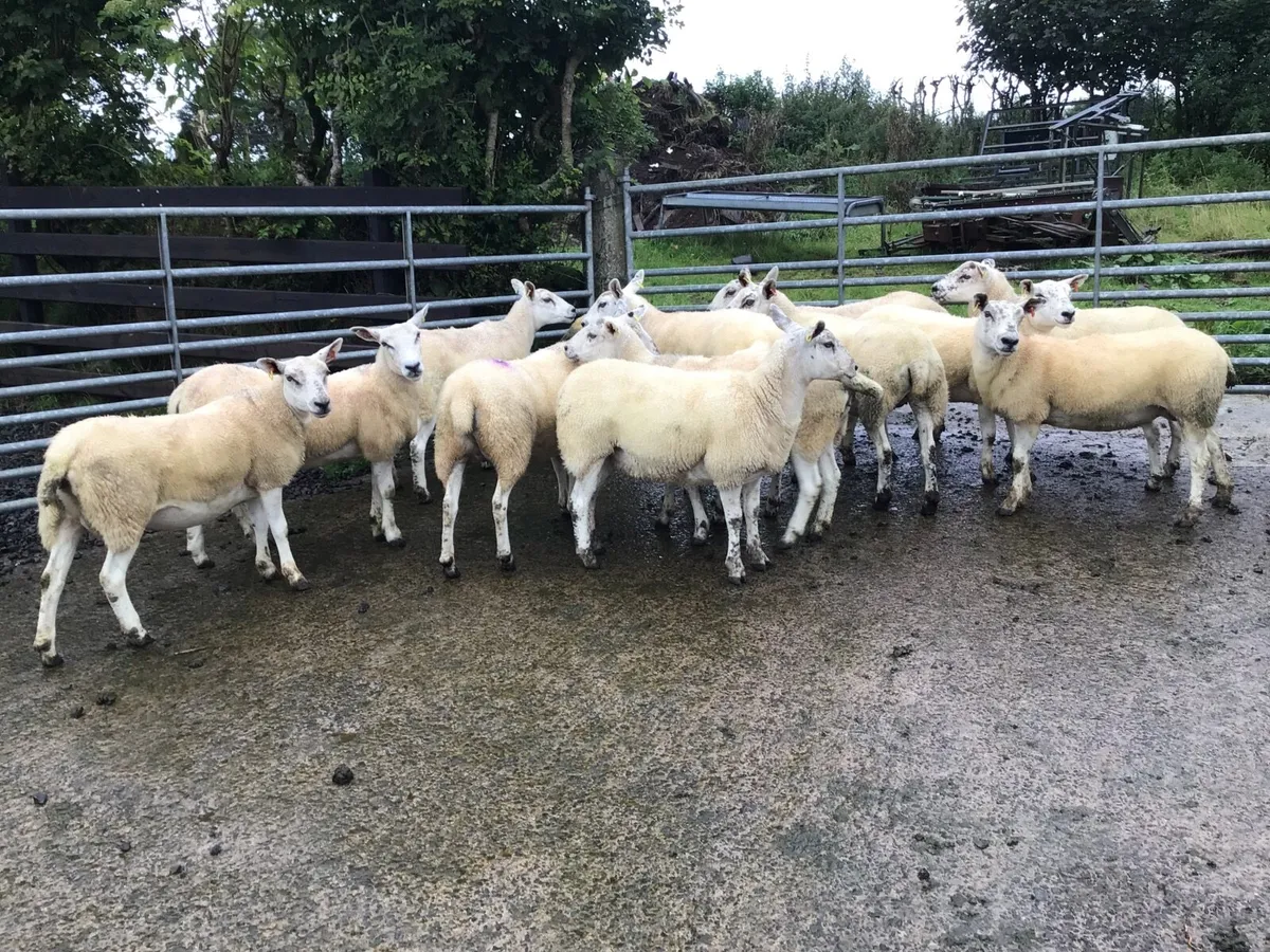 Texel-Mule Hogget Ewes - Image 2