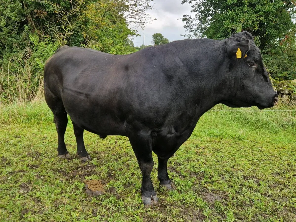 Angus Bull - Image 1