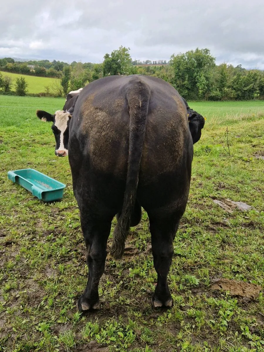 Angus Bull - Image 4