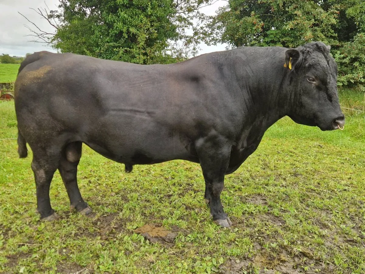 Angus Bull - Image 2