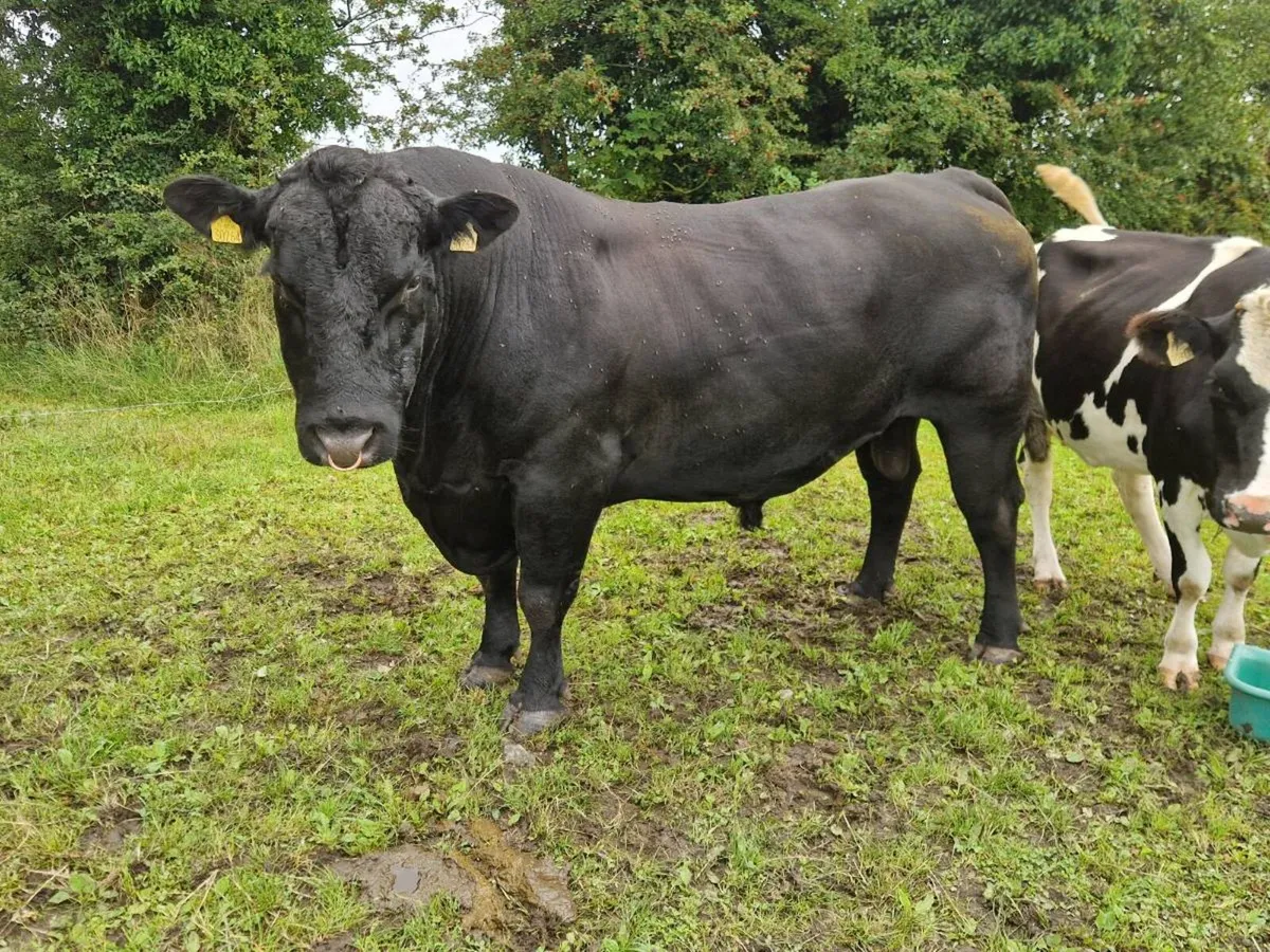 Angus Bull - Image 3