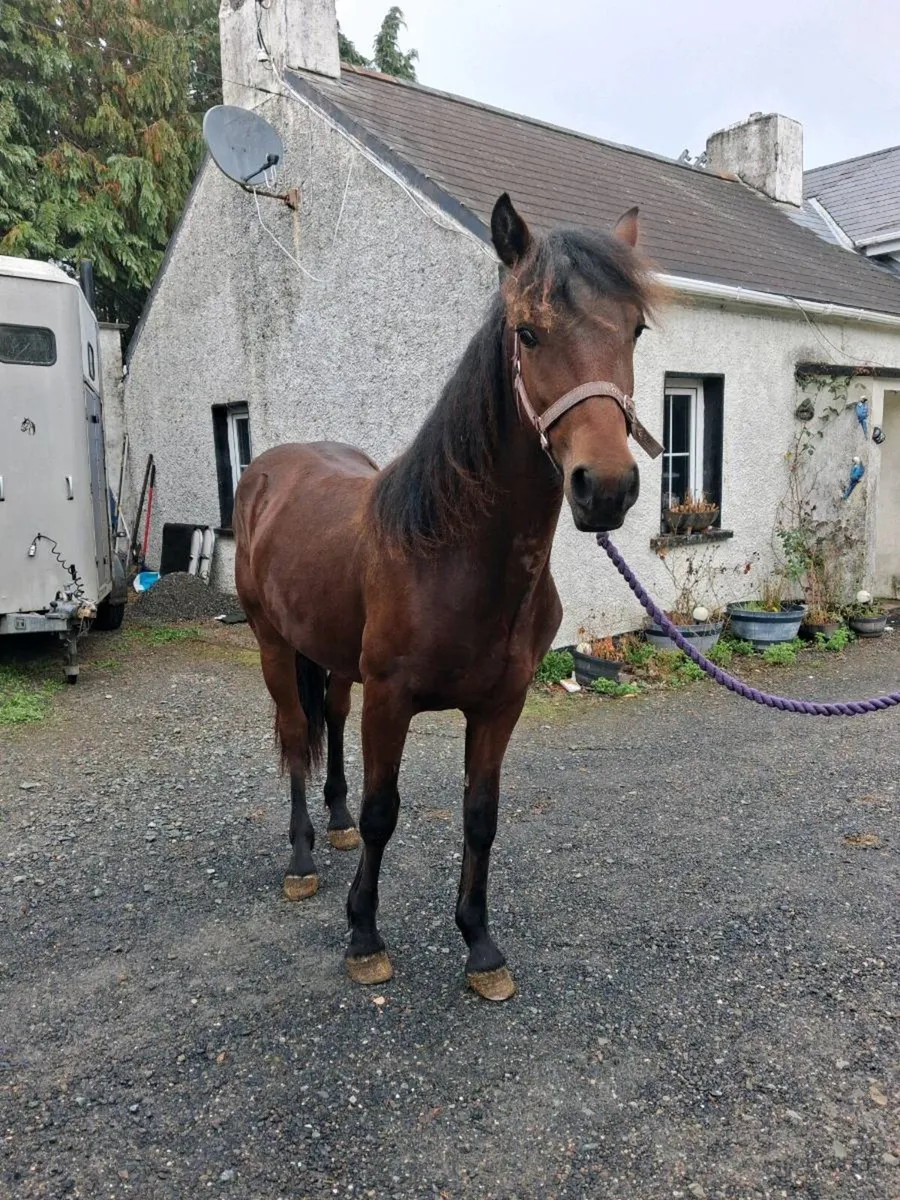 Connemara yearling by lightening star - Image 1