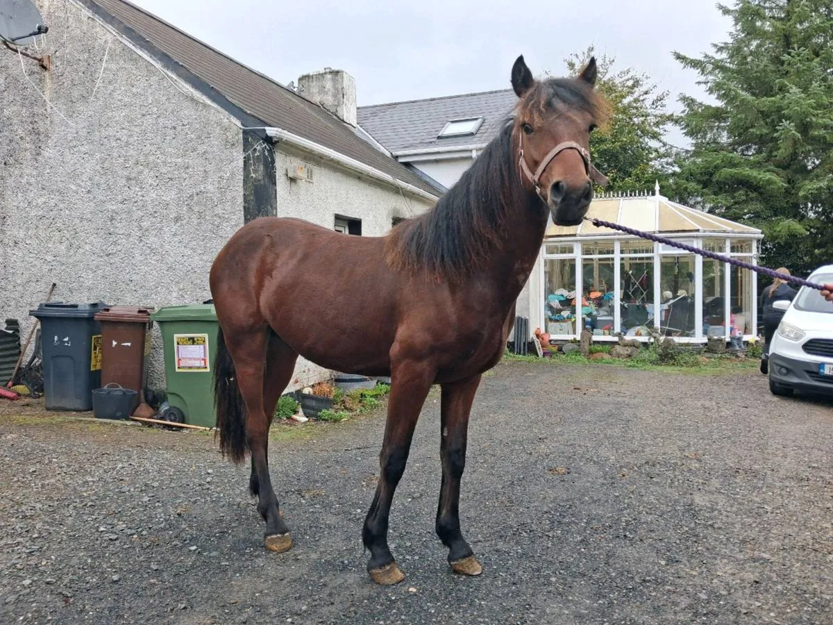 Connemara yearling by lightening star - Image 3