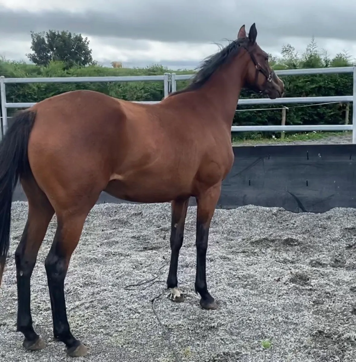 Success days Filly - Image 2