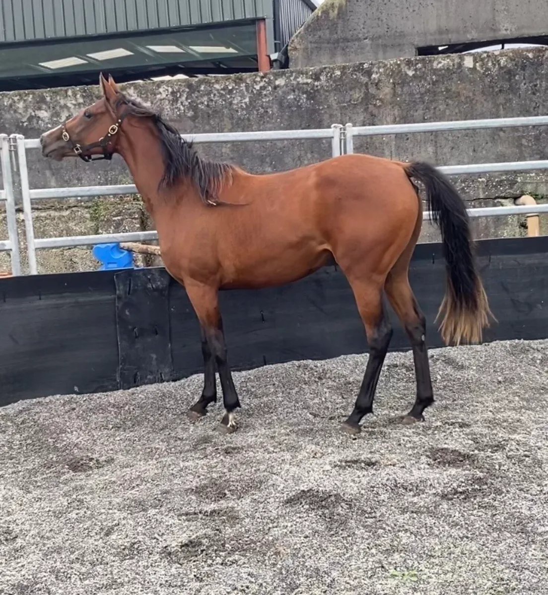 Success days Filly - Image 3