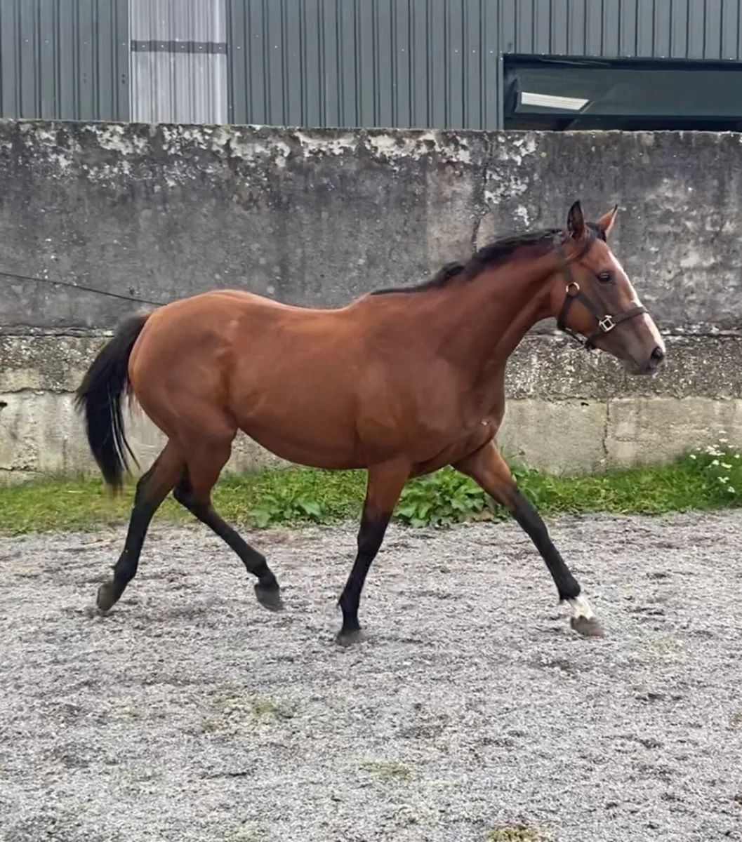 Success days Filly - Image 1