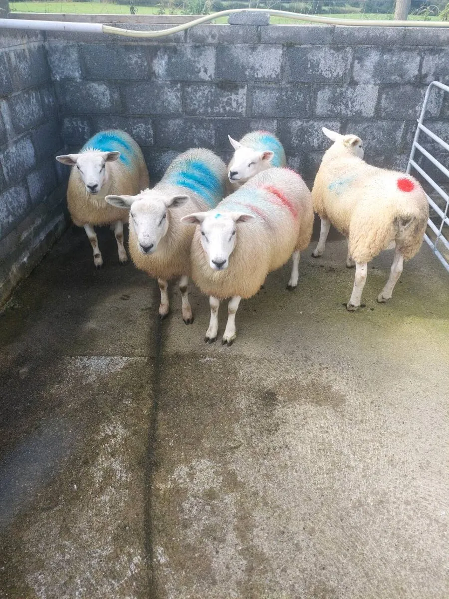 Texel Ewe lambs for breeding - Image 1