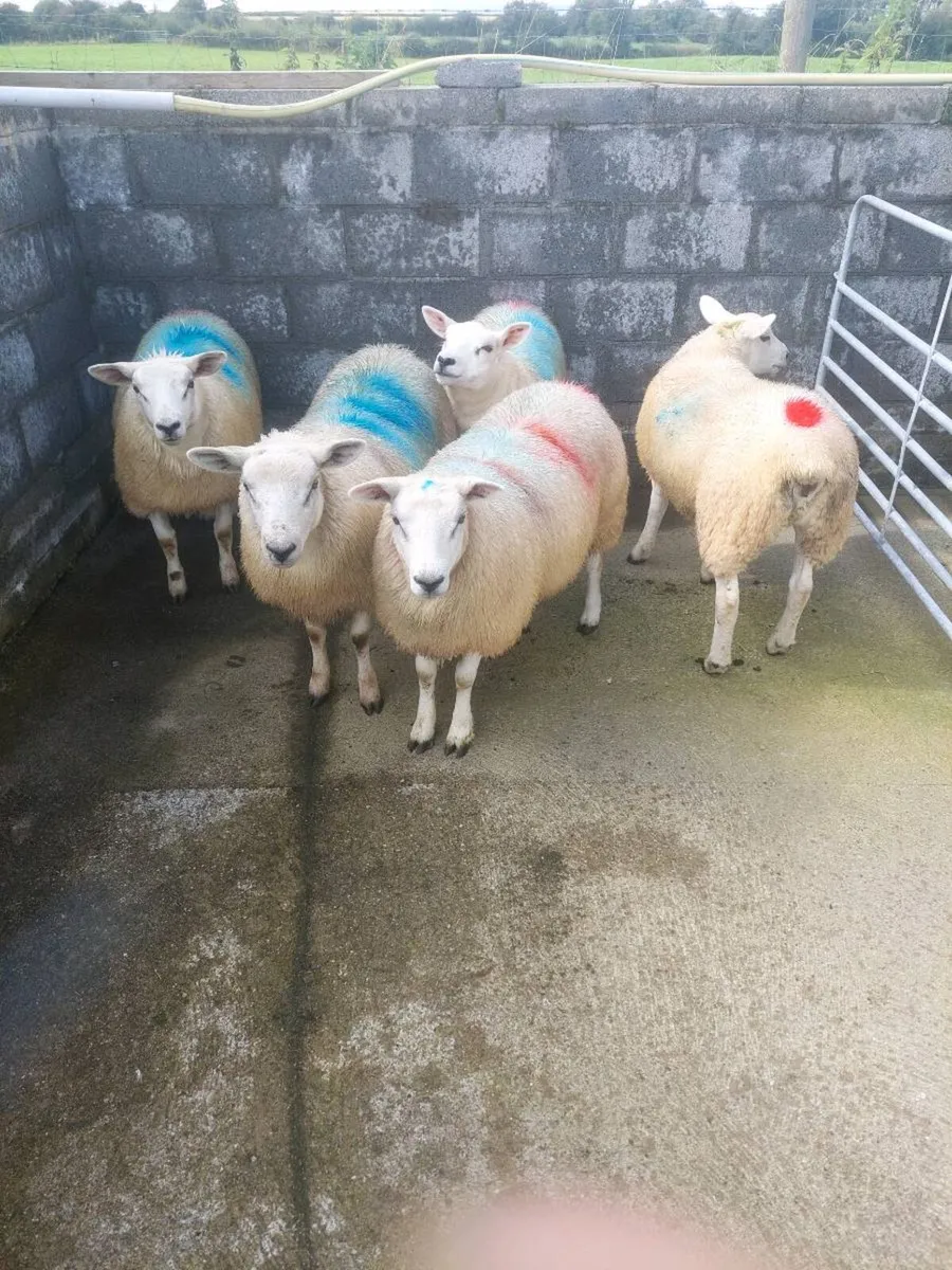 Texel Ewe lambs for breeding - Image 2