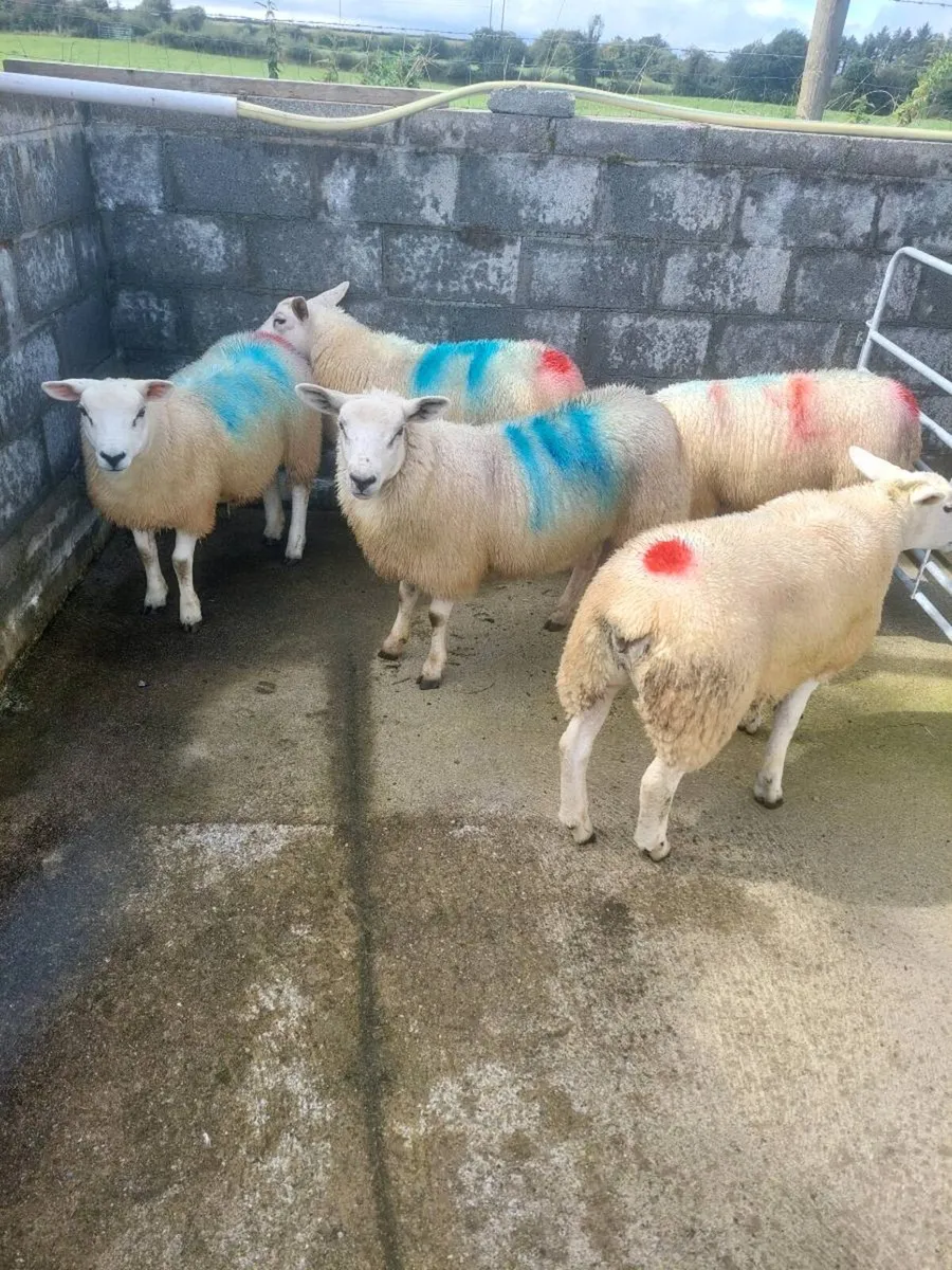 Texel Ewe lambs for breeding - Image 3