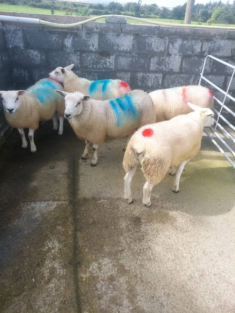 Texel Ewe lambs for breeding - Image 4