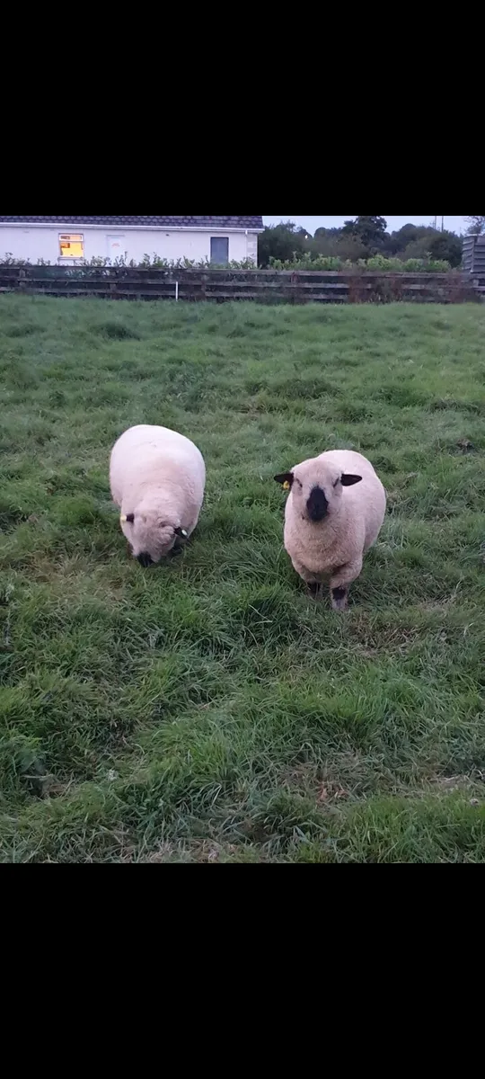 Sheep - Image 1