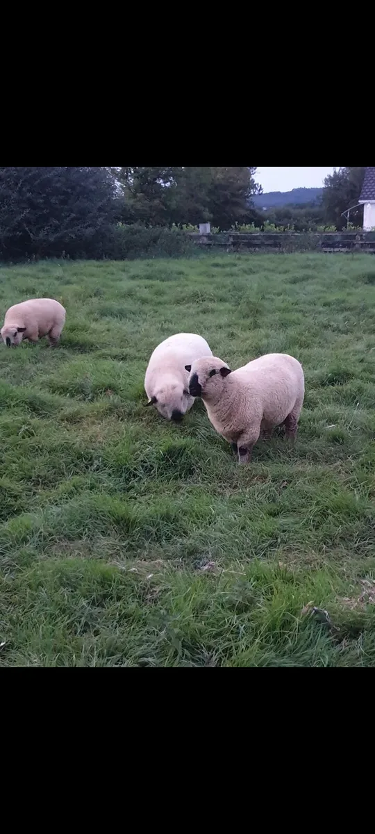 Sheep - Image 2