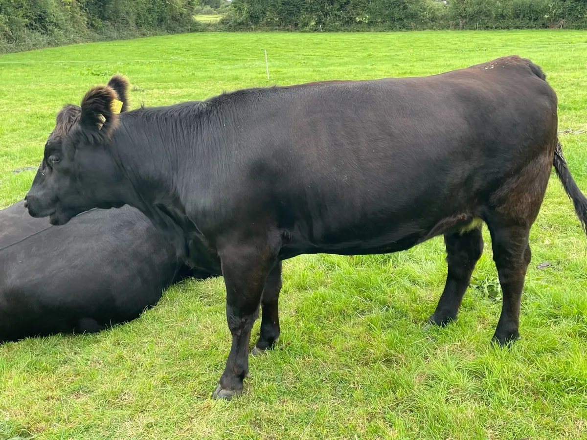 Angus Cattle - Image 4