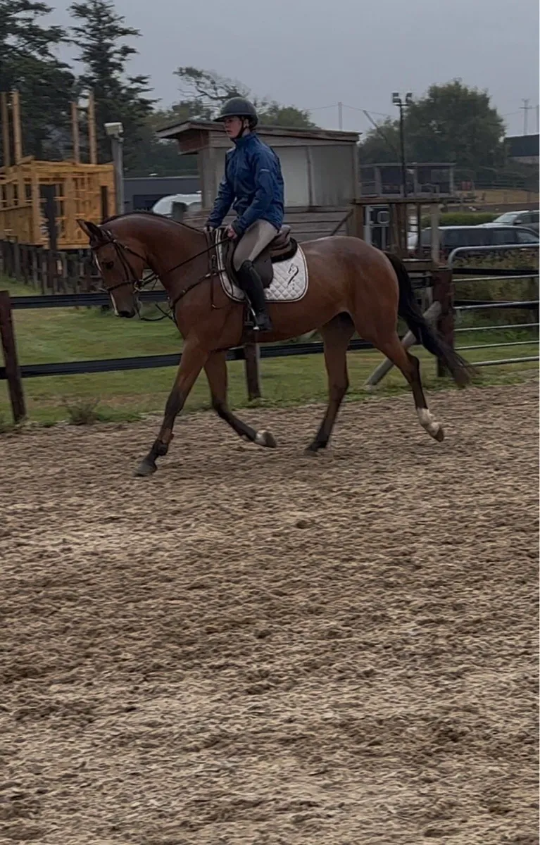 Lot:734 Goresbridge. 4 year old Hiello mare - Image 2