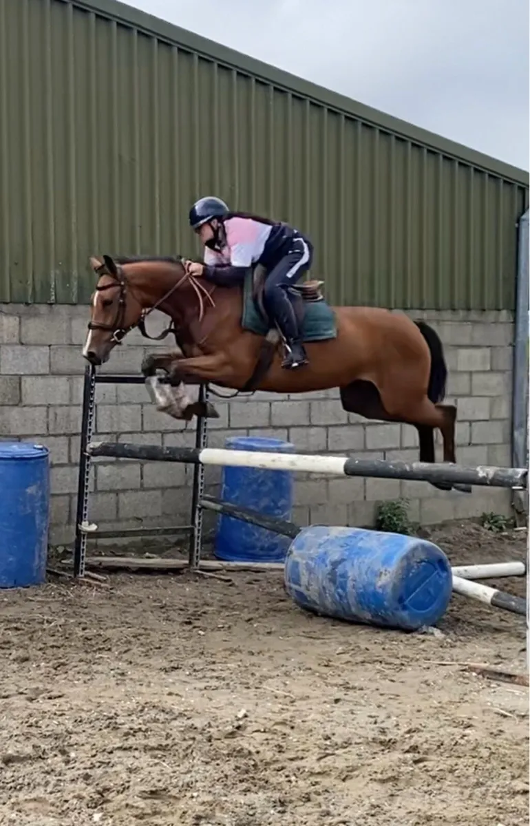 Lot:734 Goresbridge. 4 year old Hiello mare - Image 1