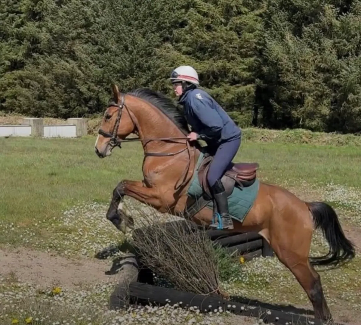 Lot:734 Goresbridge. 4 year old Hiello mare - Image 4