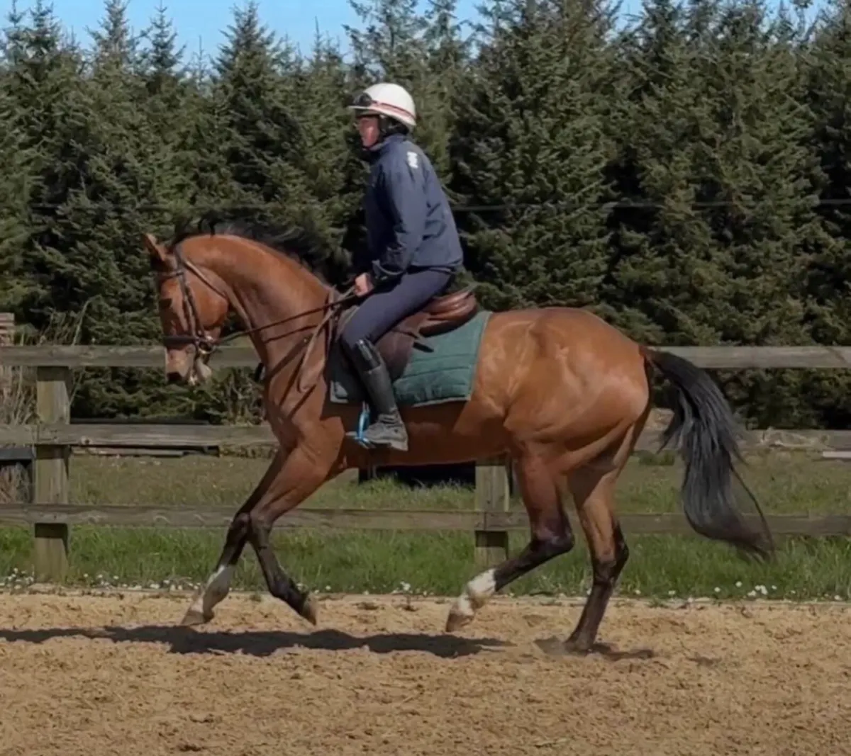 Lot:734 Goresbridge. 4 year old Hiello mare - Image 3