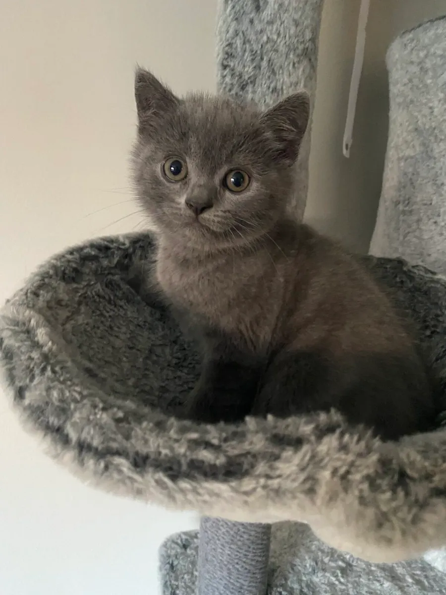 British Shorthair kittens Male *1 LEFT* - Image 1