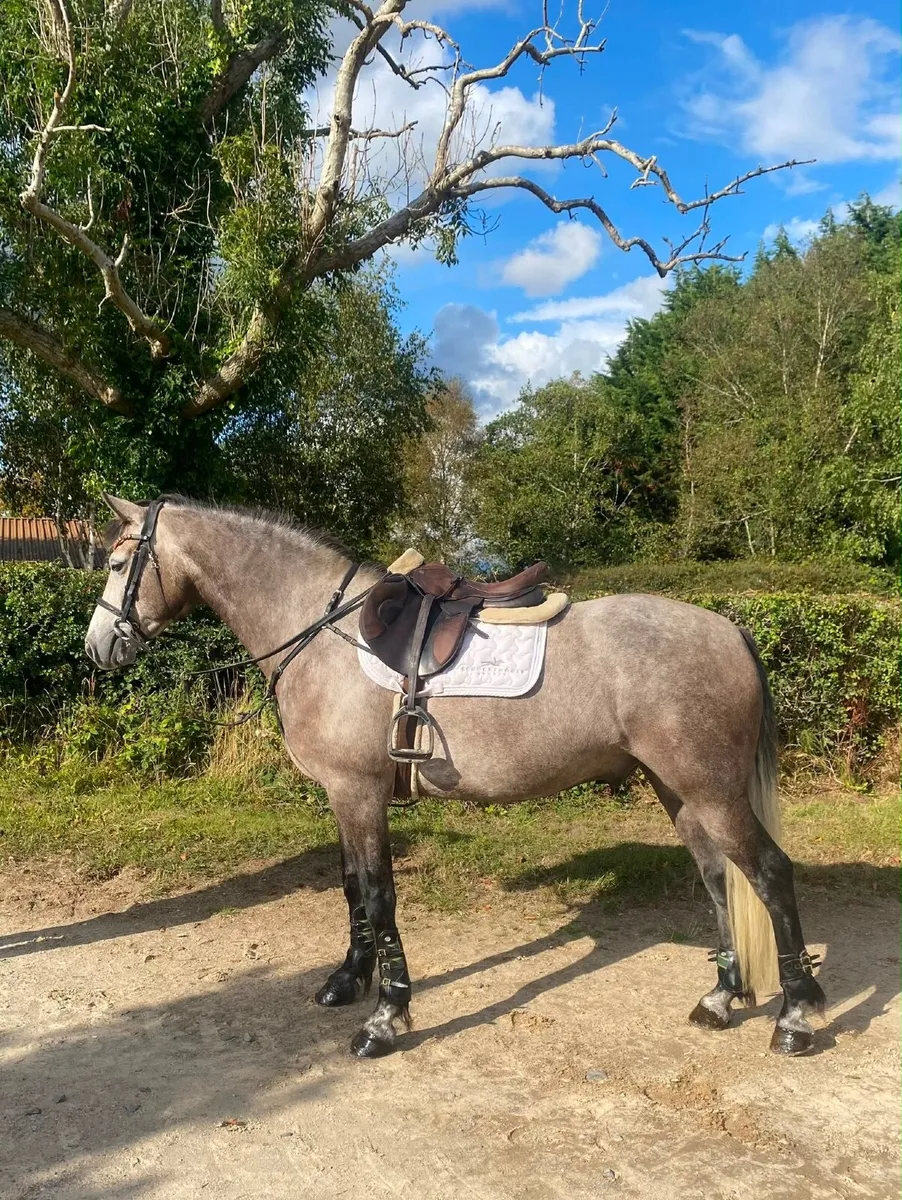 🌟Quality Full Connemara 6yo Gelding🌟 - Image 1