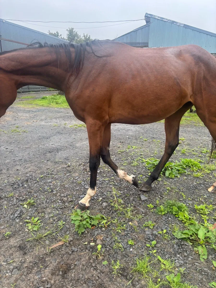Horses - Image 1