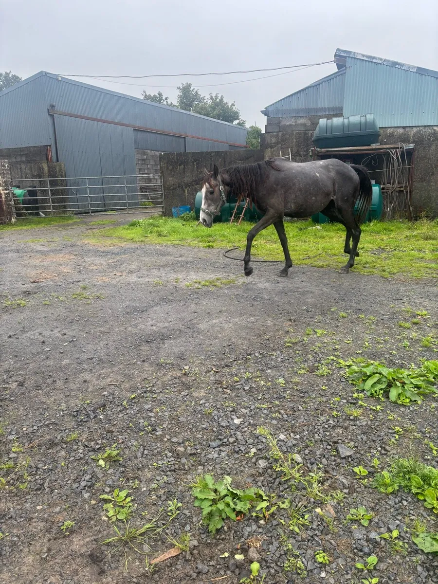 Horses - Image 4