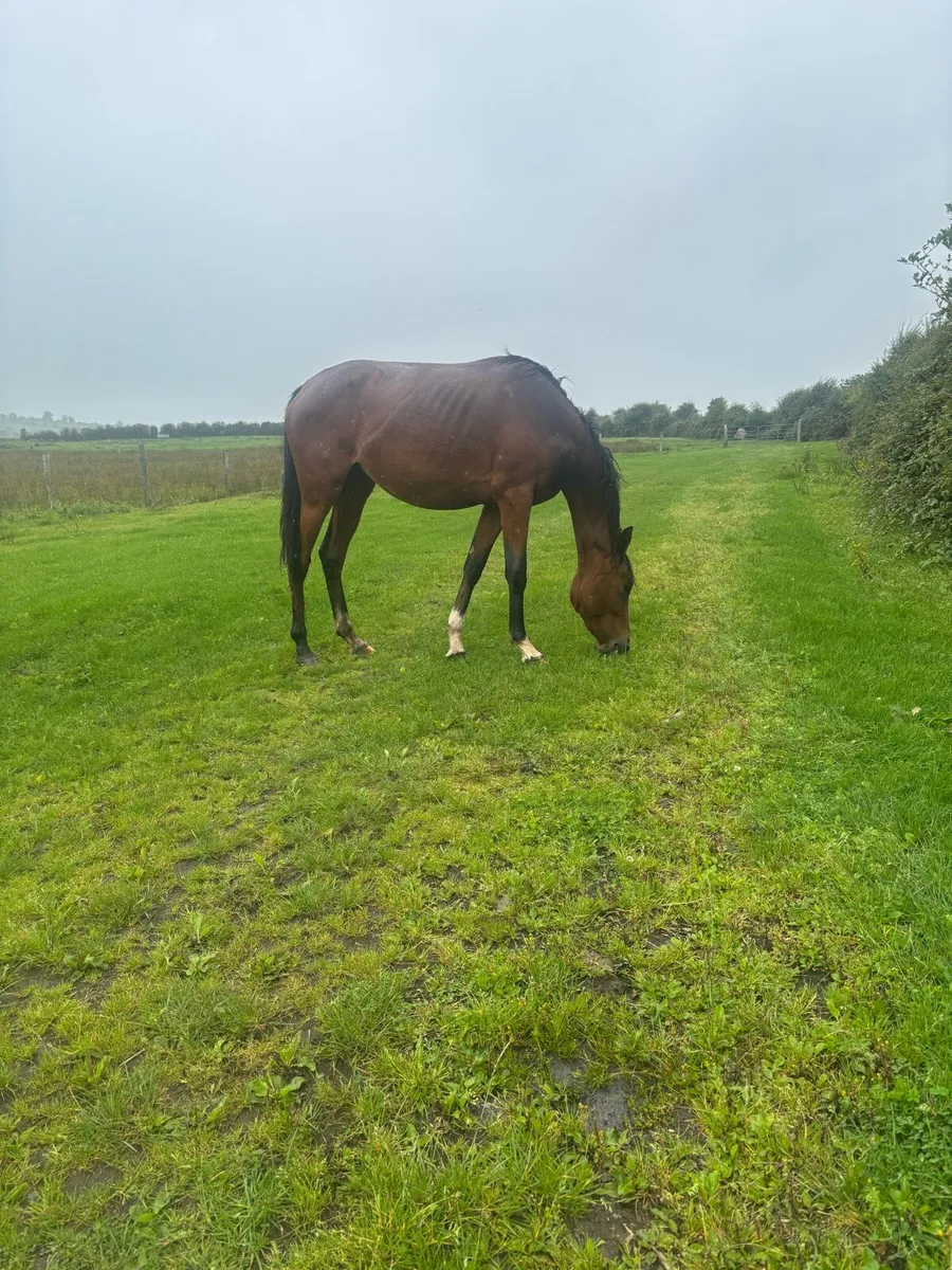 Horses - Image 2