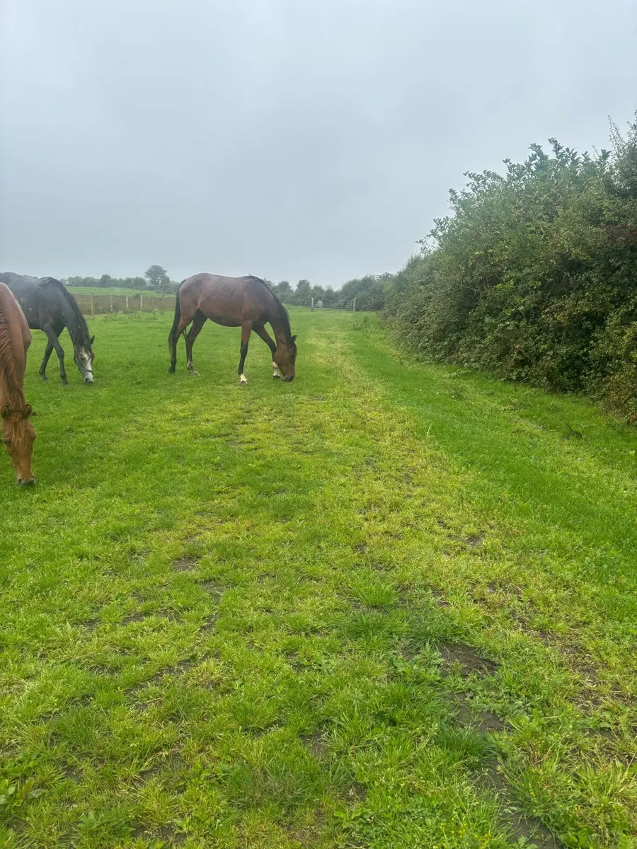 Horses - Image 3