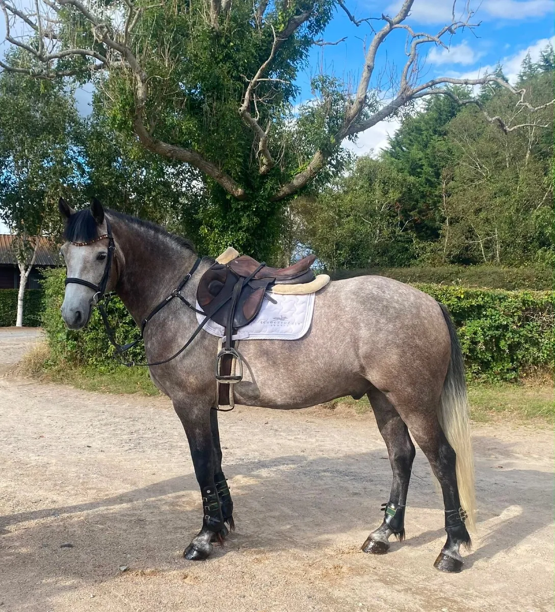 🌟Quality Full Connemara 6yo Gelding🌟 - Image 3