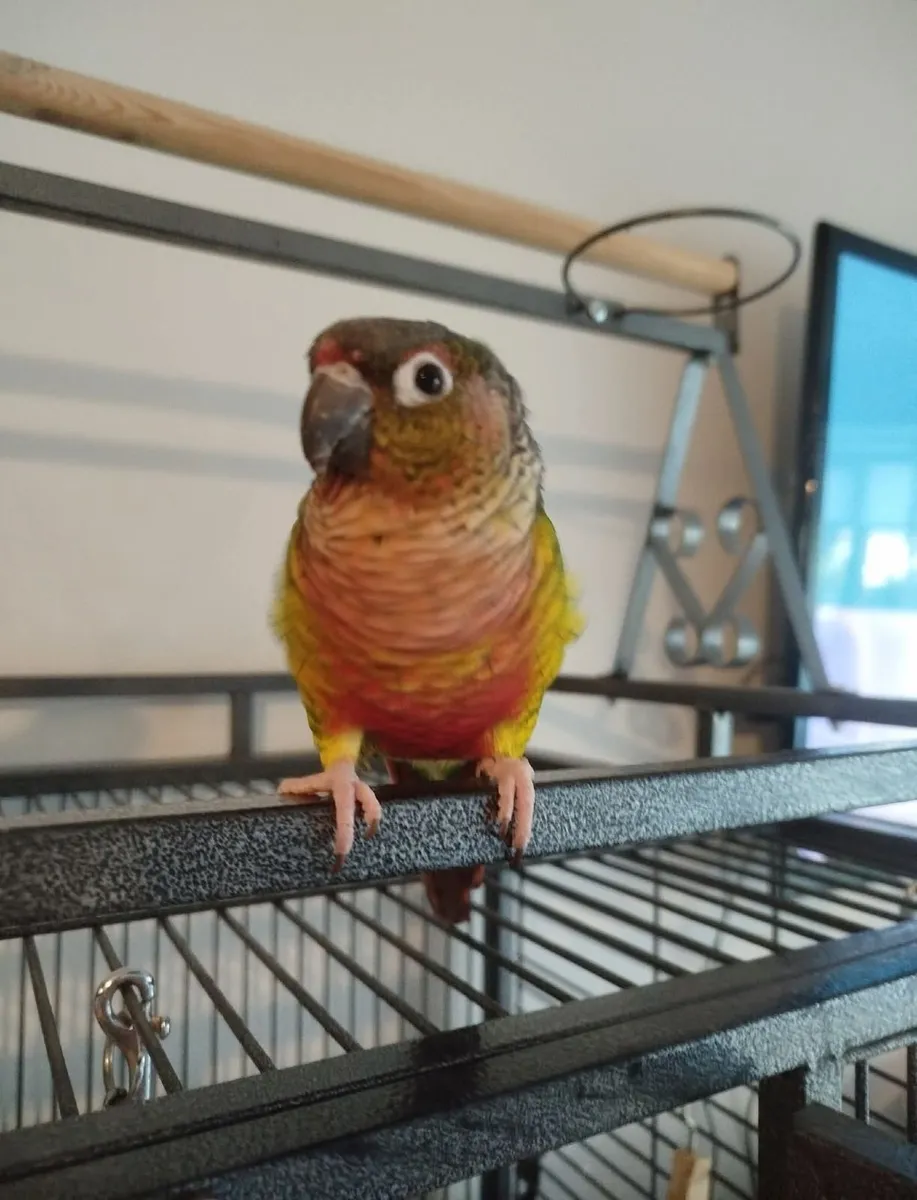 Consure parrot and cage - Image 1