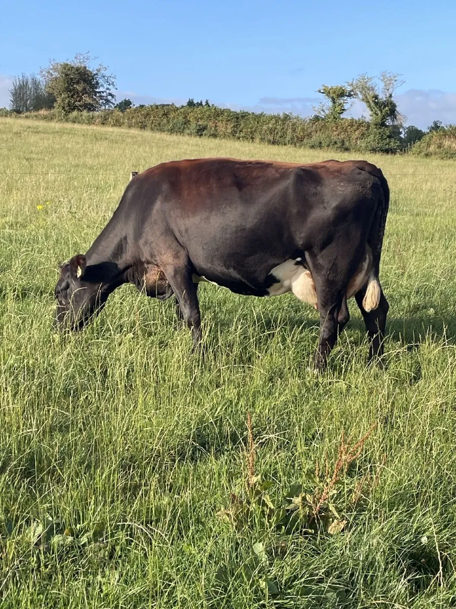 33 High Solids Cows - Image 3
