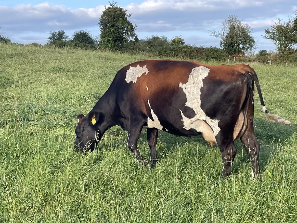 33 High Solids Cows - Image 2