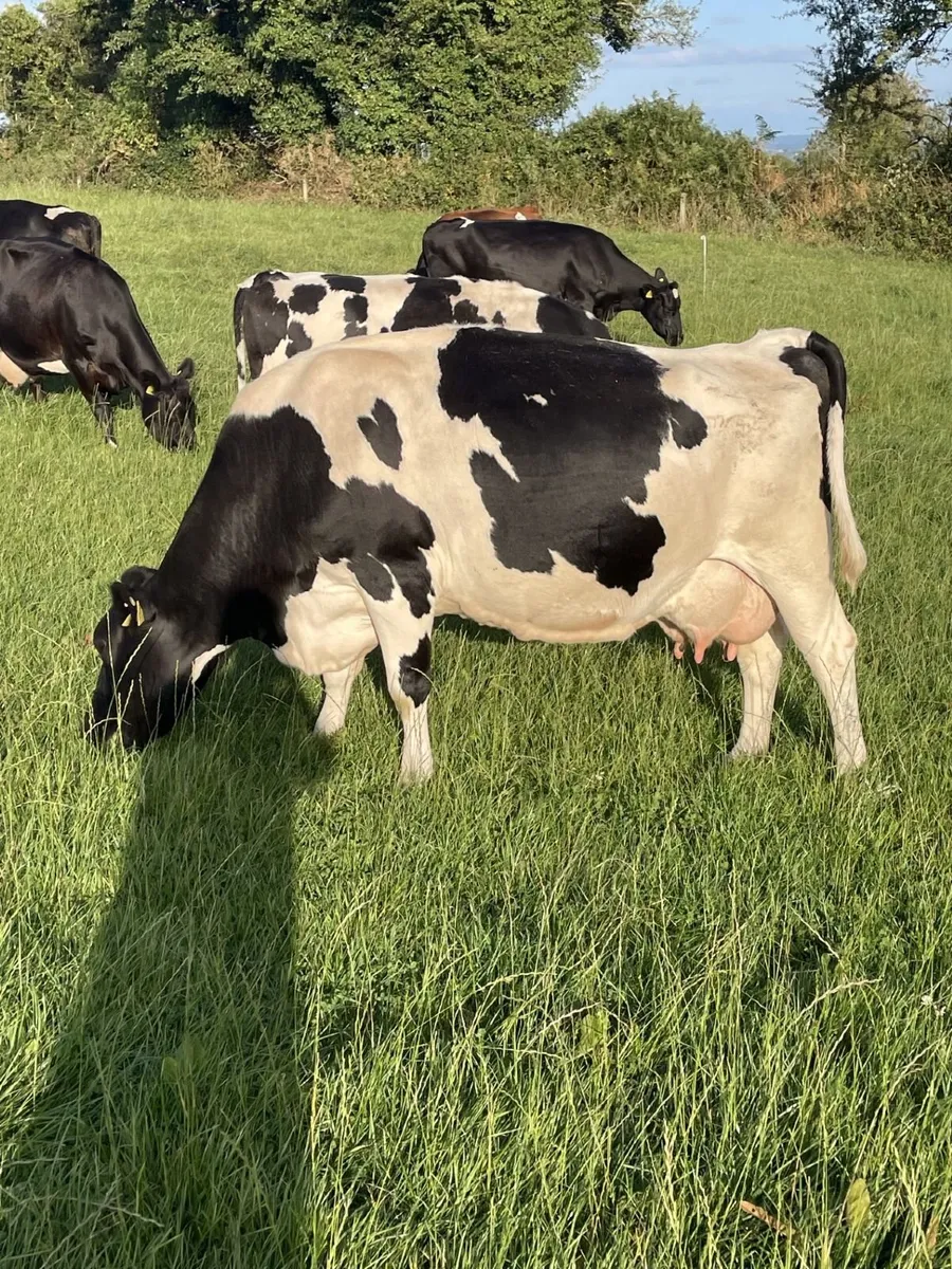 33 High Solids Cows - Image 1