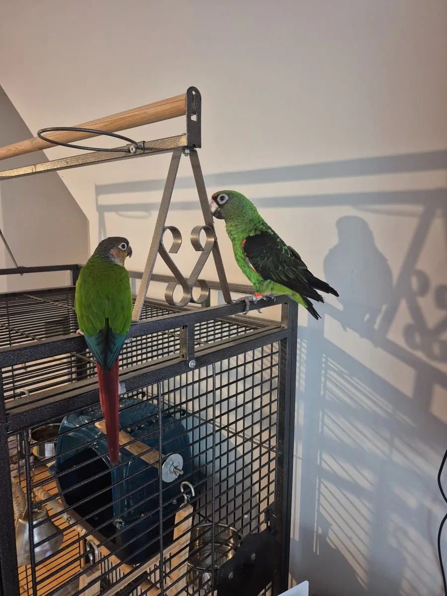 Consure parrot and cage - Image 3