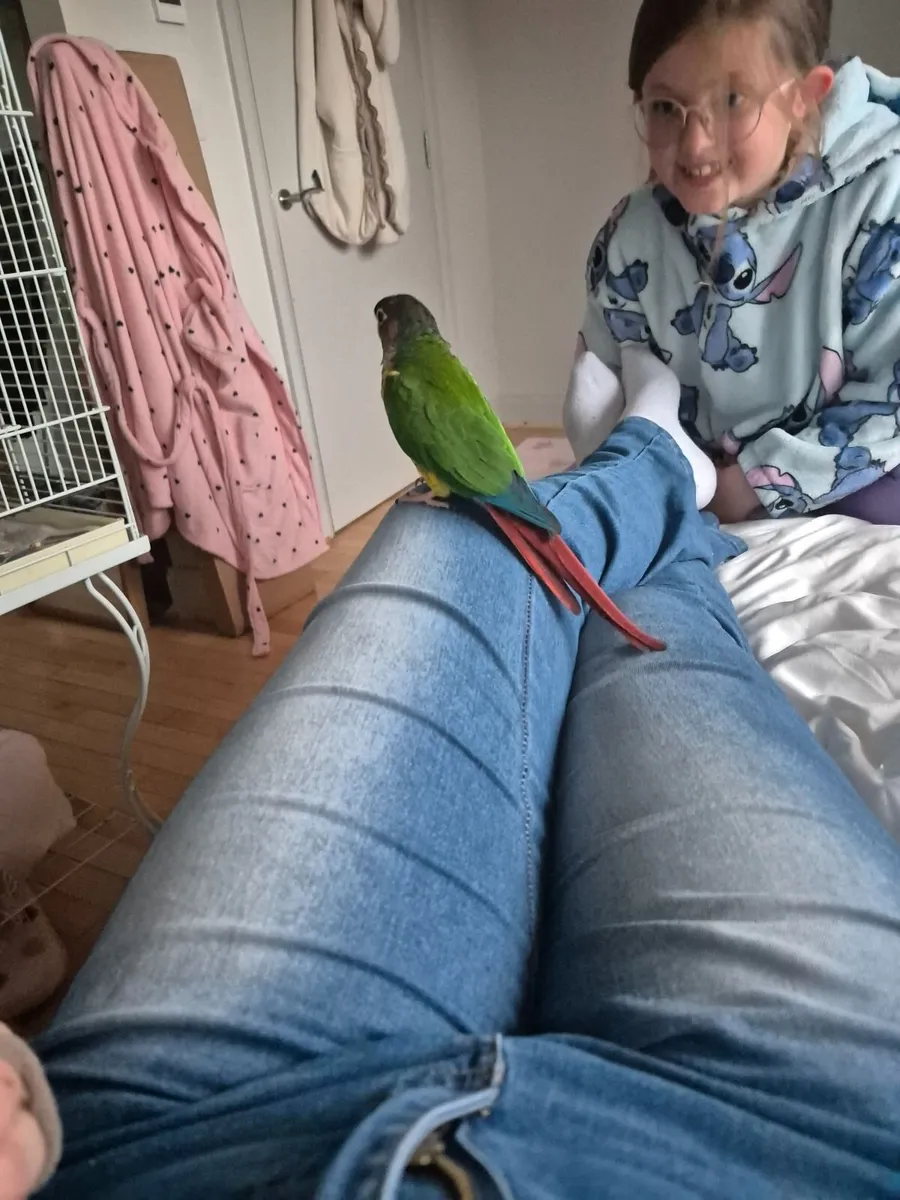 Consure parrot and cage - Image 4