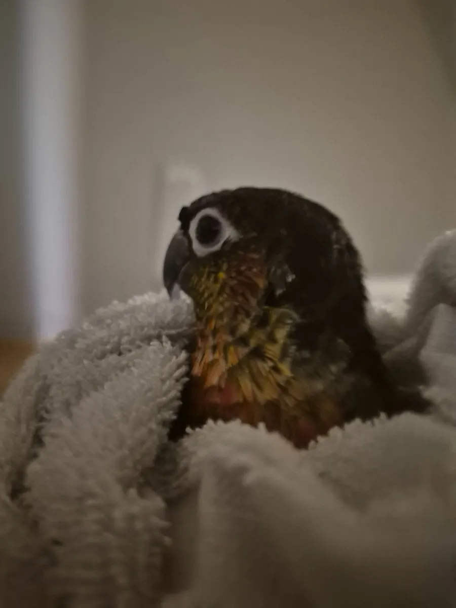 Conure parrot and cage - Image 3