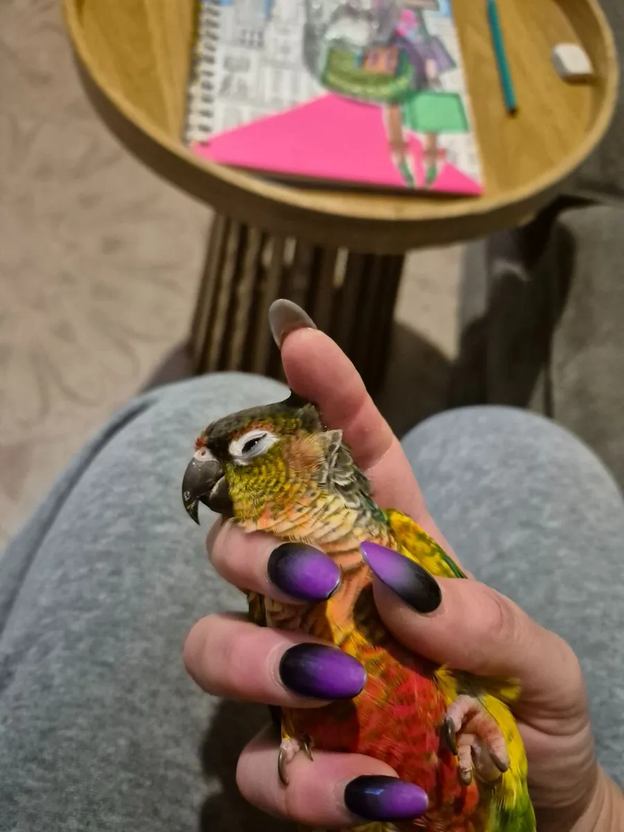 Conure parrot and cage - Image 4