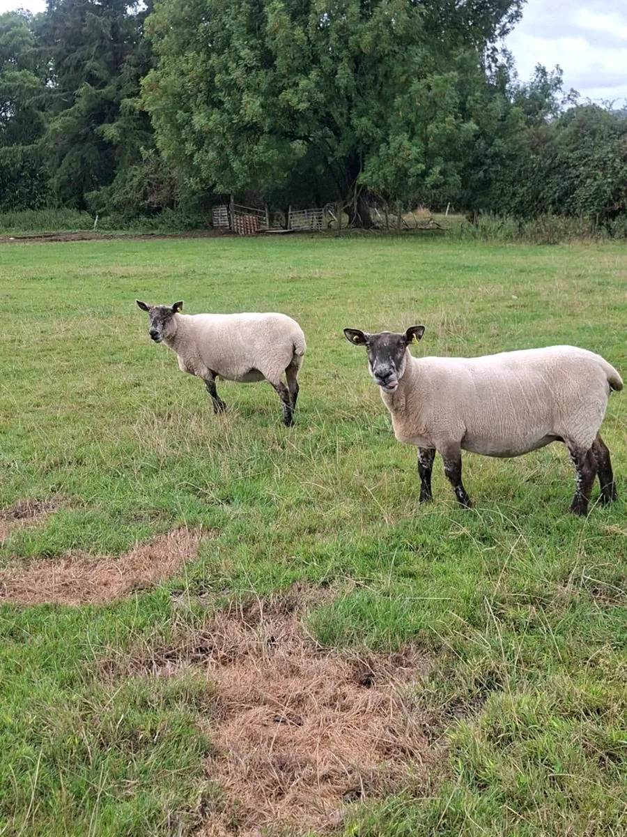 Ewes - Image 1