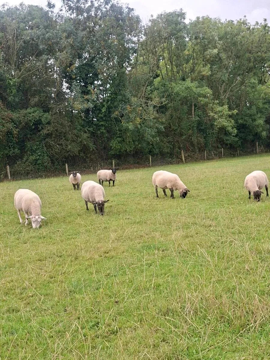 Ewes - Image 3
