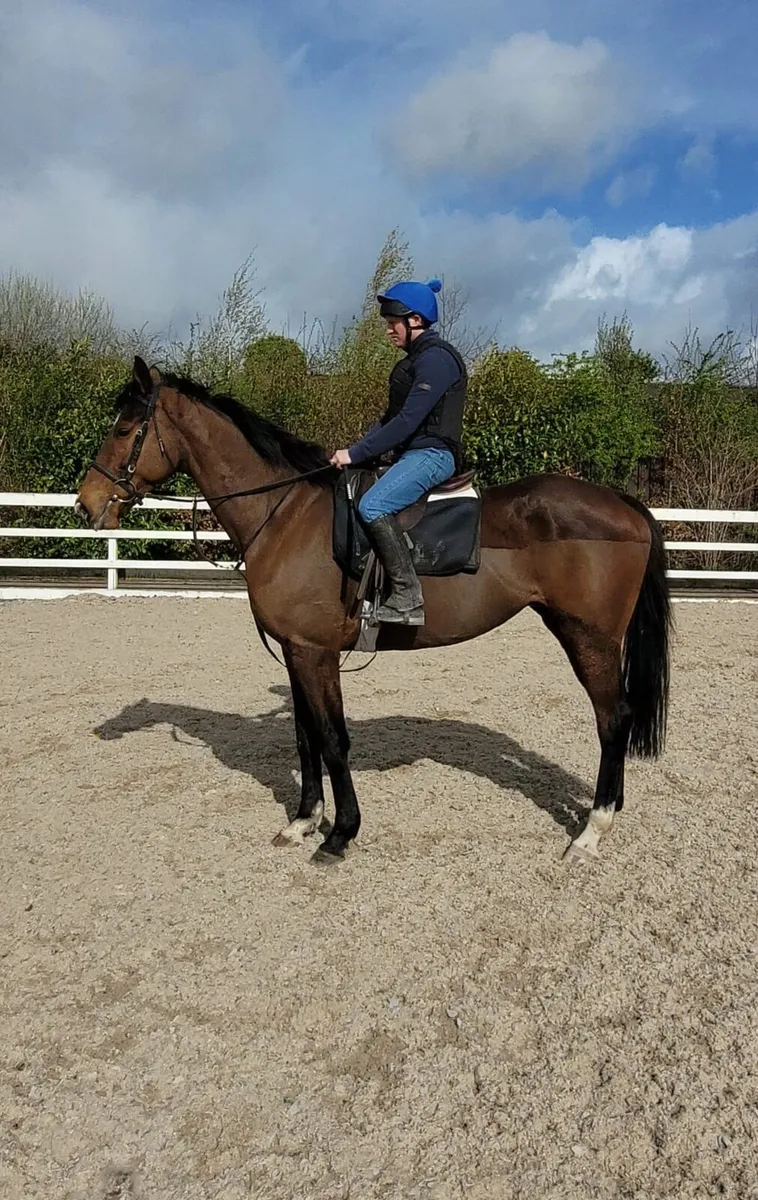 Get you hunter fit at G&M Equine - Image 3