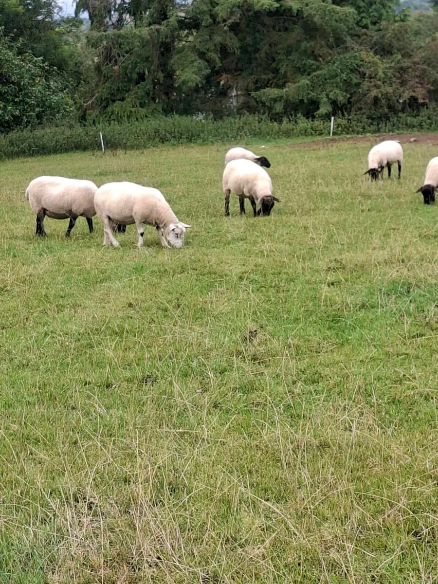 Ewes - Image 4