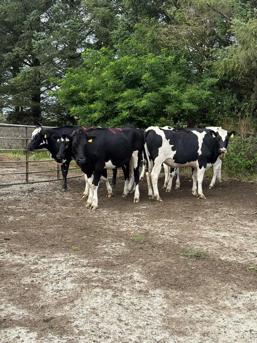 7 Bulling Heifers - Image 1