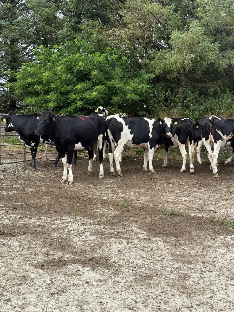 7 Bulling Heifers - Image 2